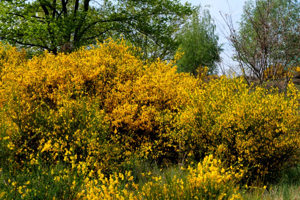 Döberitzer Heide 2020-05-08 24