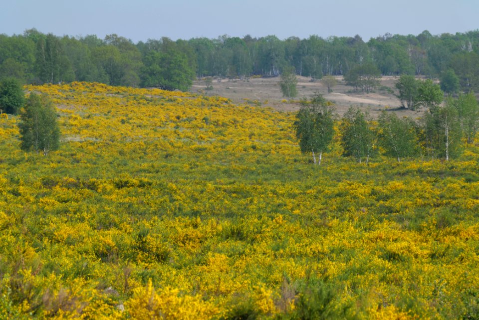 Döberitzer Heide Ferbitzer Bruch game reserve 2020-05-08 13