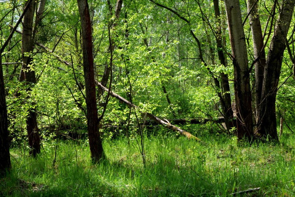 Döberitzer Heide forest 2020-05-08 17