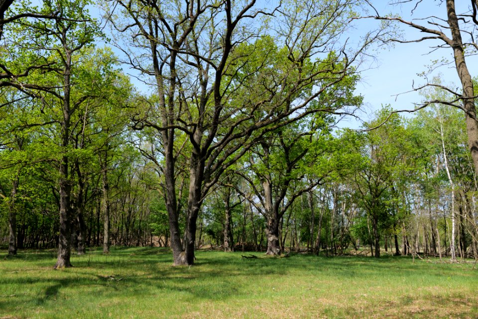 Döberitzer Heide forest 2020-05-08 28