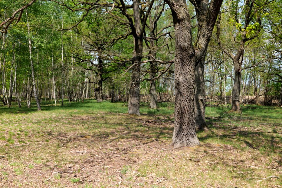 Döberitzer Heide forest 2020-05-08 30