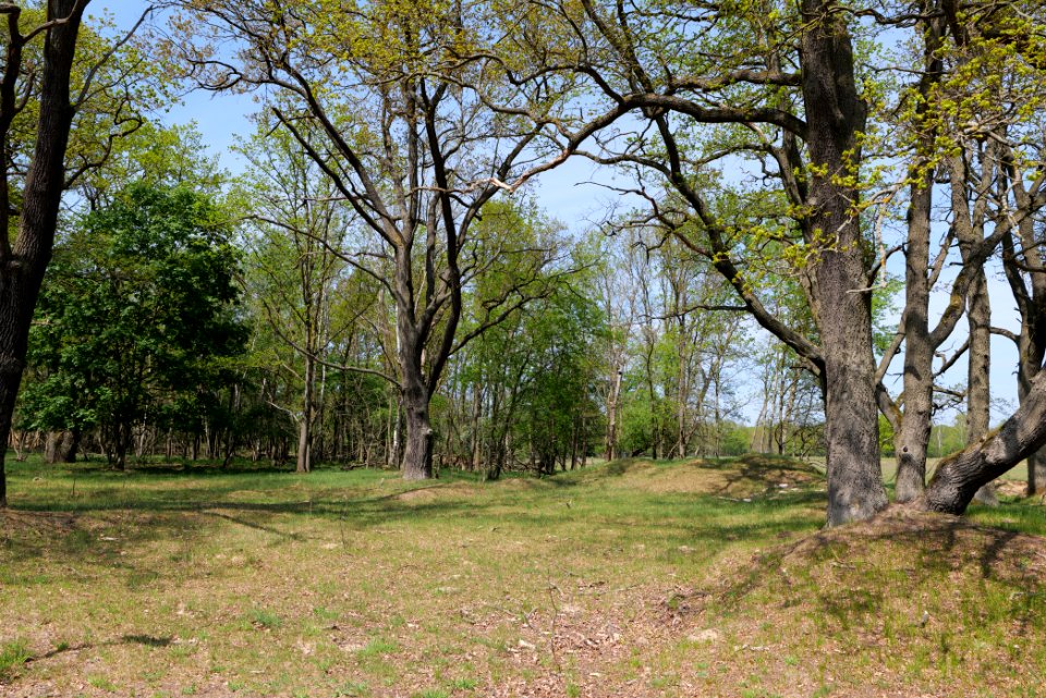 Döberitzer Heide forest 2020-05-08 24