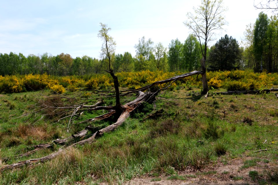 Döberitzer Heide 2020-05-08 02