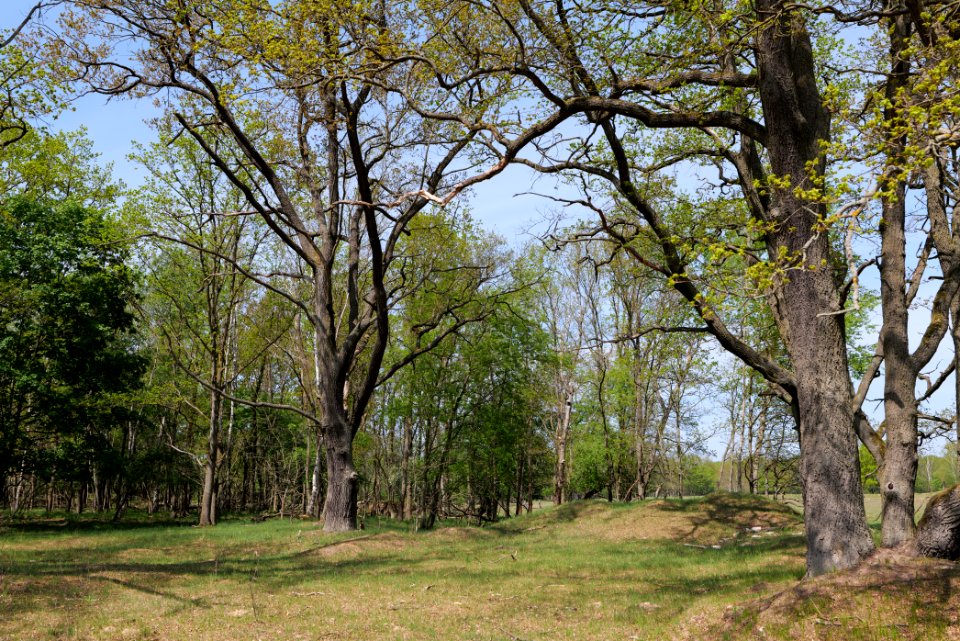 Döberitzer Heide forest 2020-05-08 23