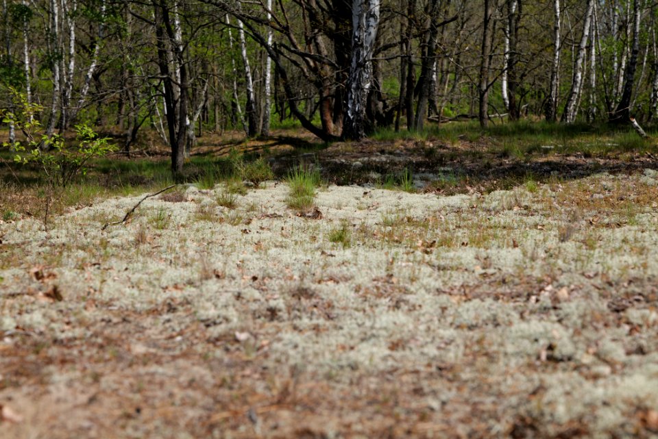 Döberitzer Heide 2020-05-08 46