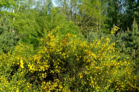 Döberitzer Heide forest 2020-05-08 38