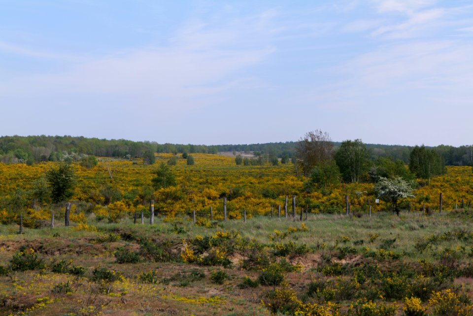 Döberitzer Heide Ferbitzer Bruch game reserve 2020-05-08 03