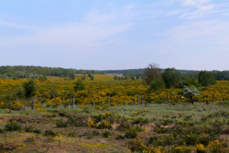 Döberitzer Heide Ferbitzer Bruch game reserve 2020-05-08 03