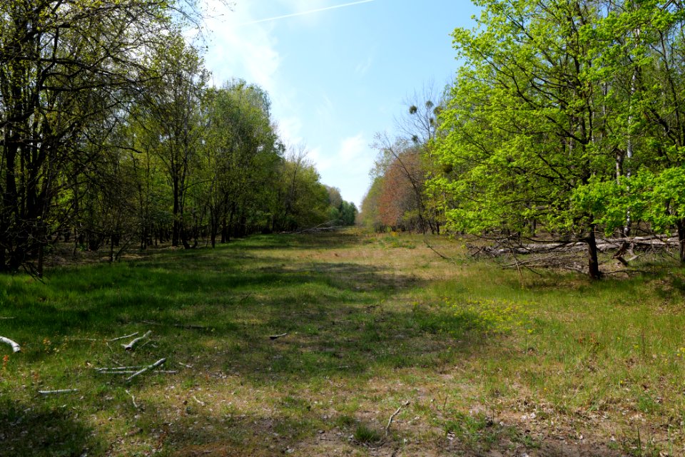 Döberitzer Heide Ferbitzer Bruch 2020-05-08 12