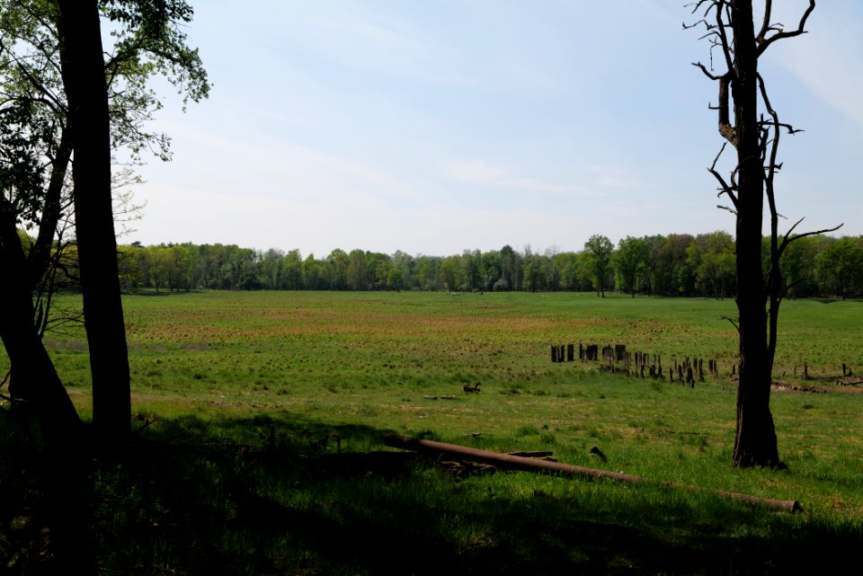 Döberitzer Heide open landscape 2020-05-08 133