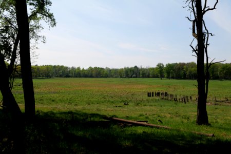 Döberitzer Heide open landscape 2020-05-08 133