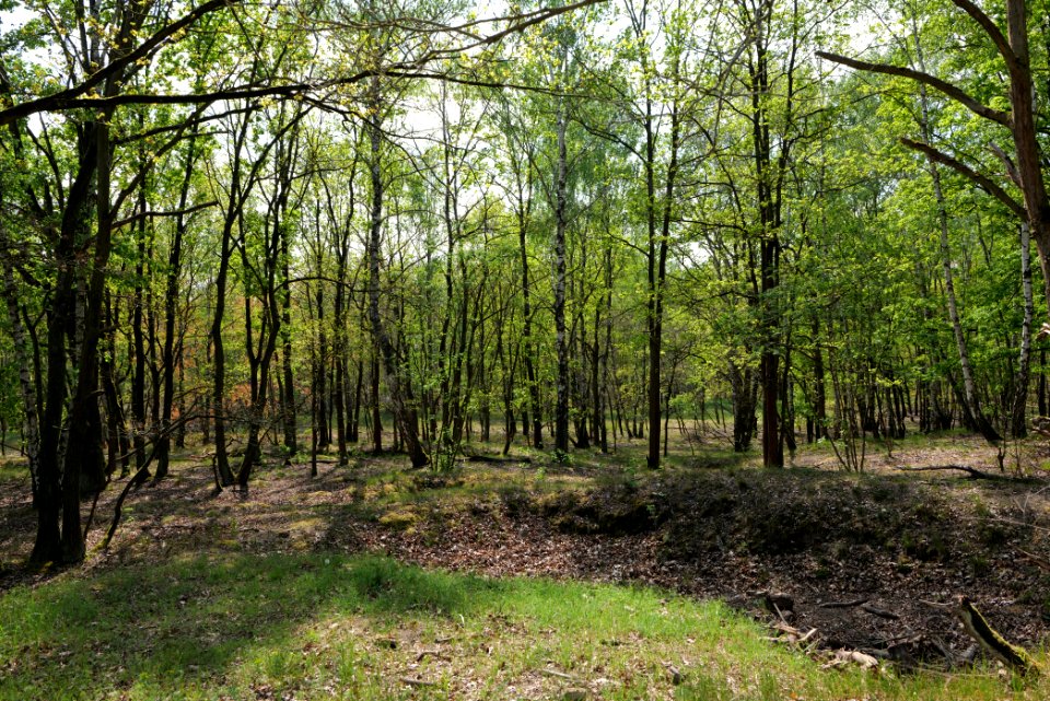 Döberitzer Heide Ferbitzer Bruch 2020-05-08 10