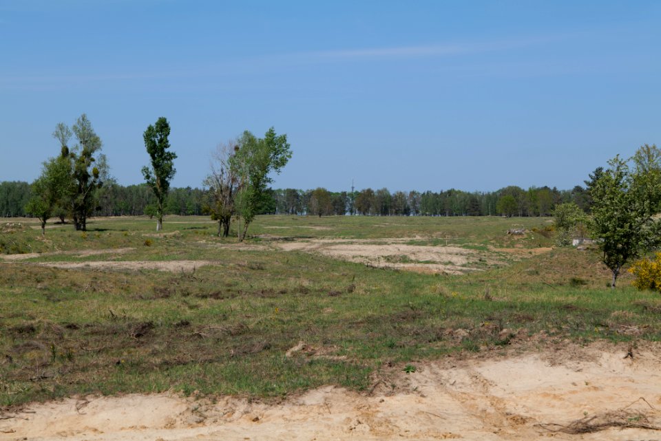 Döberitzer Heide open landscape 2020-05-08 142