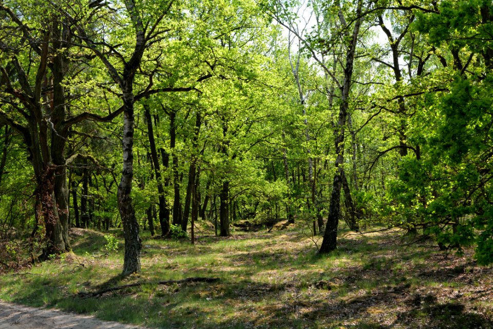 Döberitzer Heide Ferbitzer Bruch 2020-05-08 06