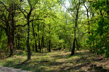 Döberitzer Heide Ferbitzer Bruch 2020-05-08 06