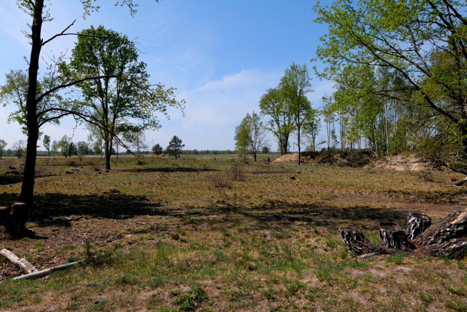 Döberitzer Heide open landscape 2020-05-08 138