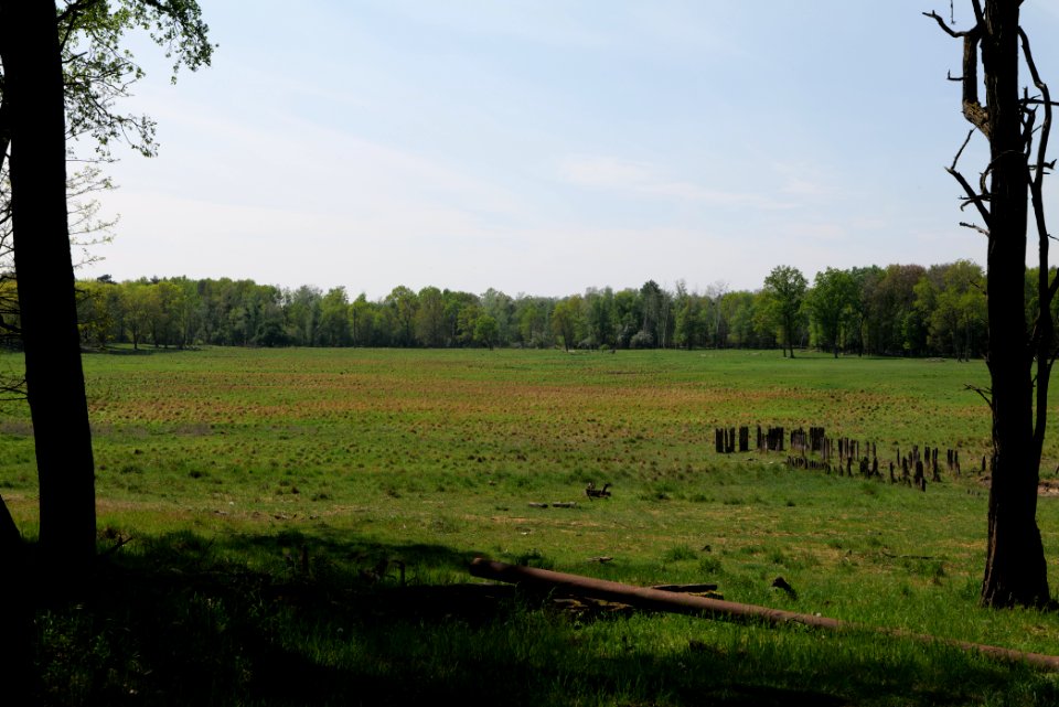 Döberitzer Heide open landscape 2020-05-08 134