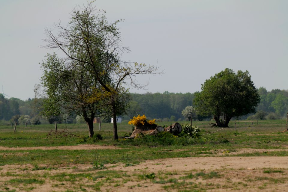 Döberitzer Heide Ferbitzer Bruch 2020-05-08 46
