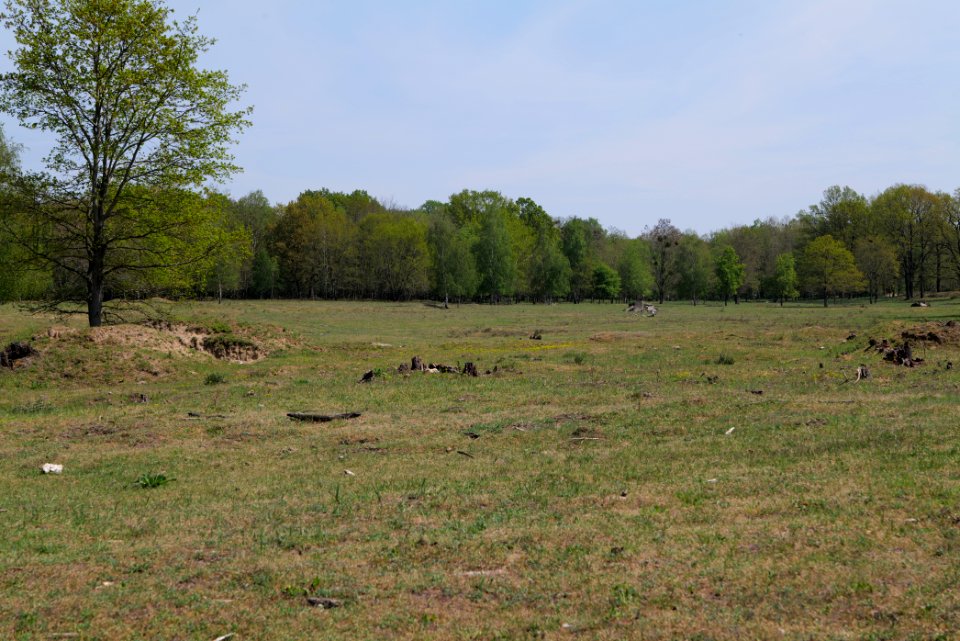 Döberitzer Heide open landscape 2020-05-08 111