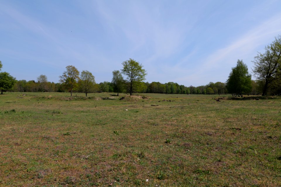 Döberitzer Heide open landscape 2020-05-08 112