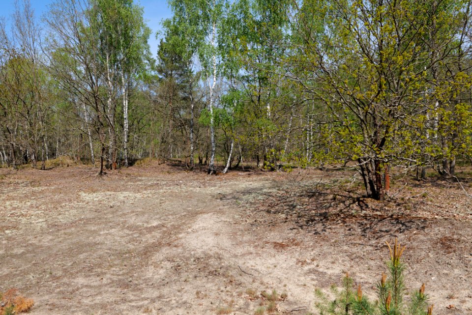 Döberitzer Heide 2020-05-08 42