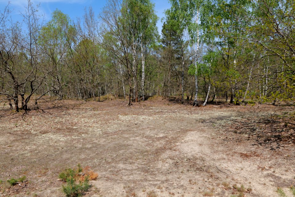 Döberitzer Heide 2020-05-08 40