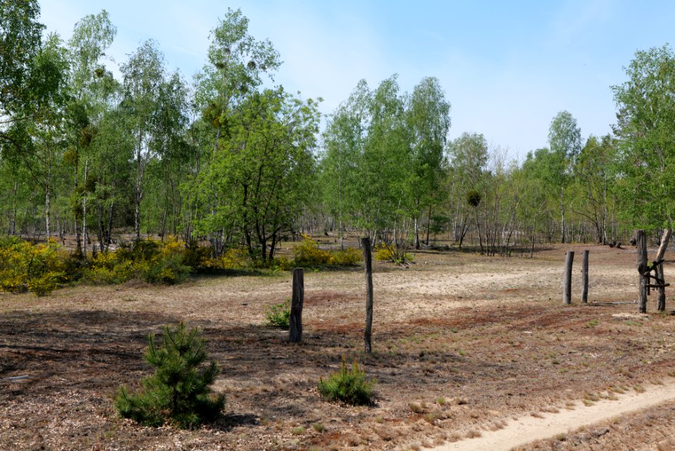Döberitzer Heide game reserve 2020-05-08 62