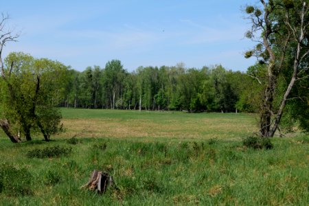 Döberitzer Heide open landscape 2020-05-08 128