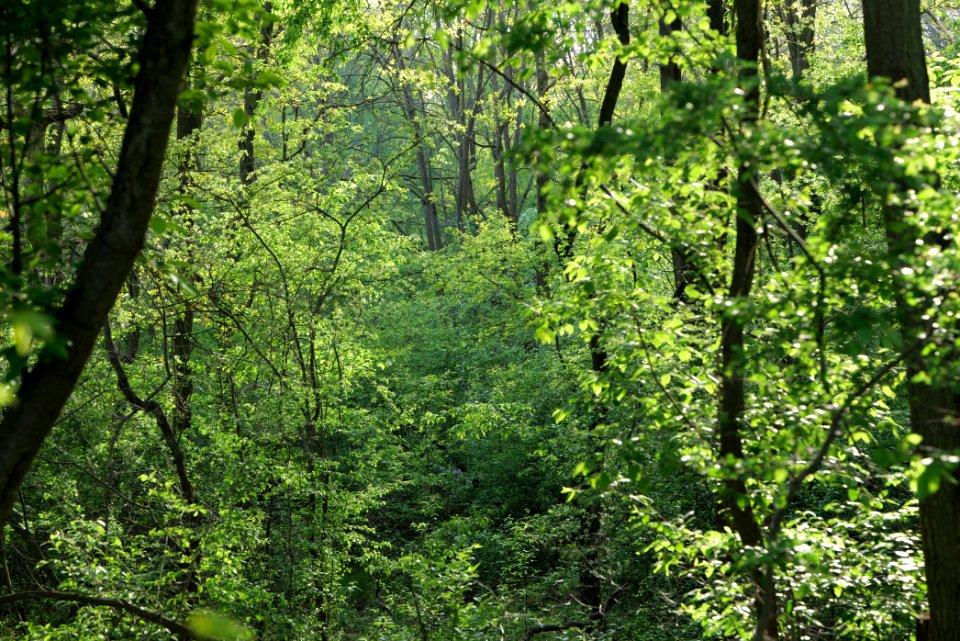 Döberitzer Heide forest 2020-05-08 43