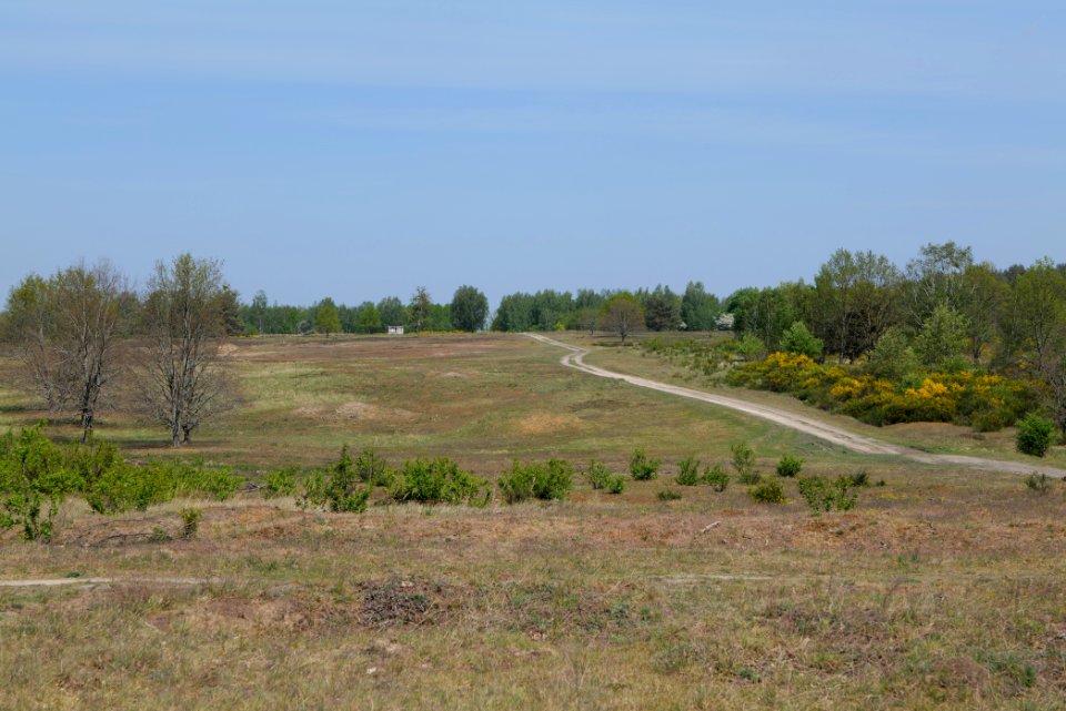 Döberitzer Heide open landscape 2020-05-08 02