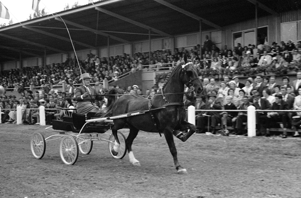 Concours Hippique te Hoofddorp, Bestanddeelnr 914-1370