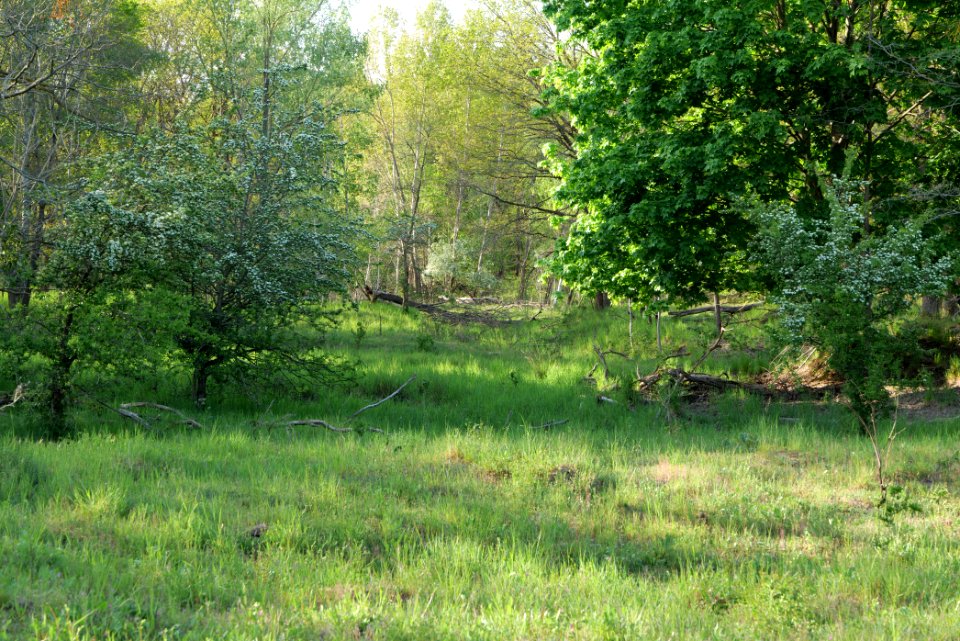 Döberitzer Heide forest 2020-05-08 41