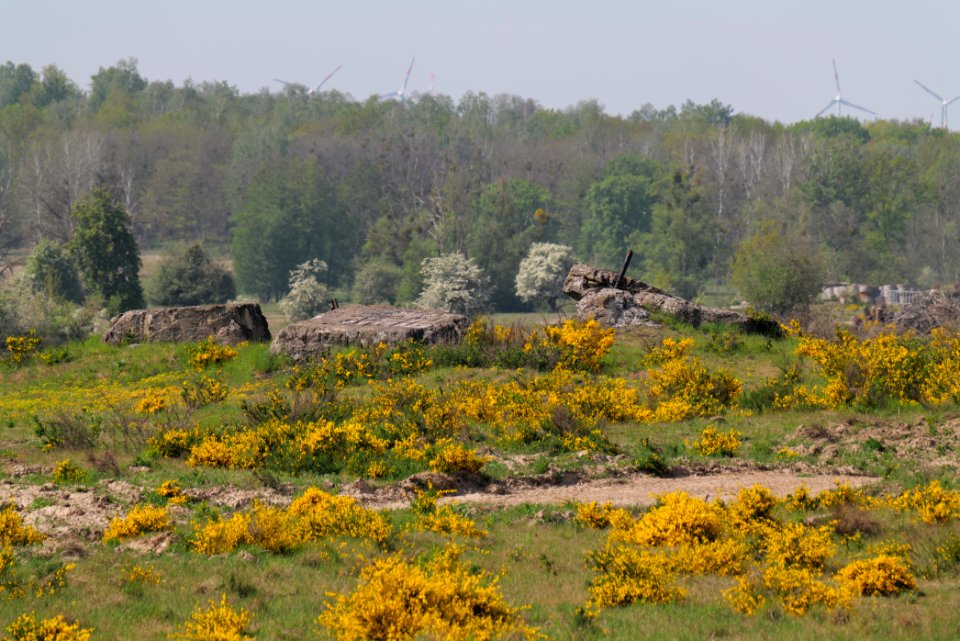 Döberitzer Heide Ferbitzer Bruch 2020-05-08 30
