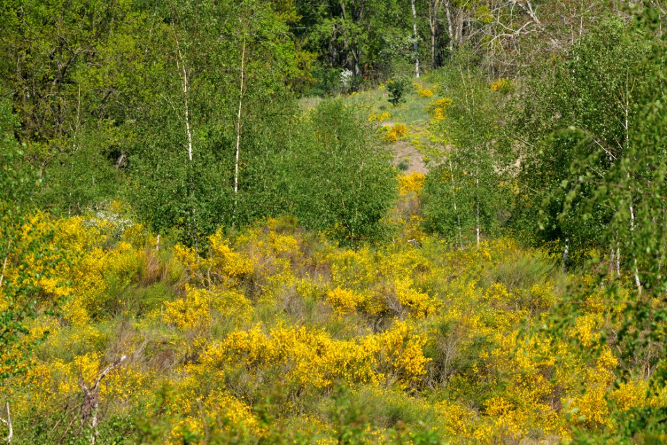 Döberitzer Heide Ferbitzer Bruch game reserve 2020-05-08 26