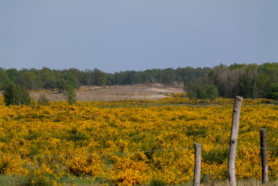 Döberitzer Heide Ferbitzer Bruch game reserve 2020-05-08 21