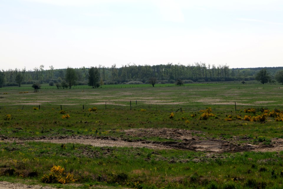 Döberitzer Heide Ferbitzer Bruch 2020-05-08 22