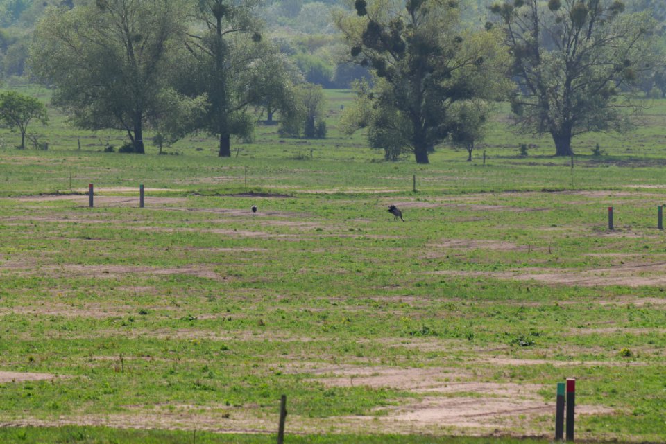 Döberitzer Heide Ferbitzer Bruch 2020-05-08 36