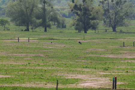 Döberitzer Heide Ferbitzer Bruch 2020-05-08 36