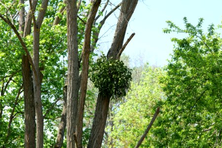 Döberitzer Heide forest 2020-05-08 32