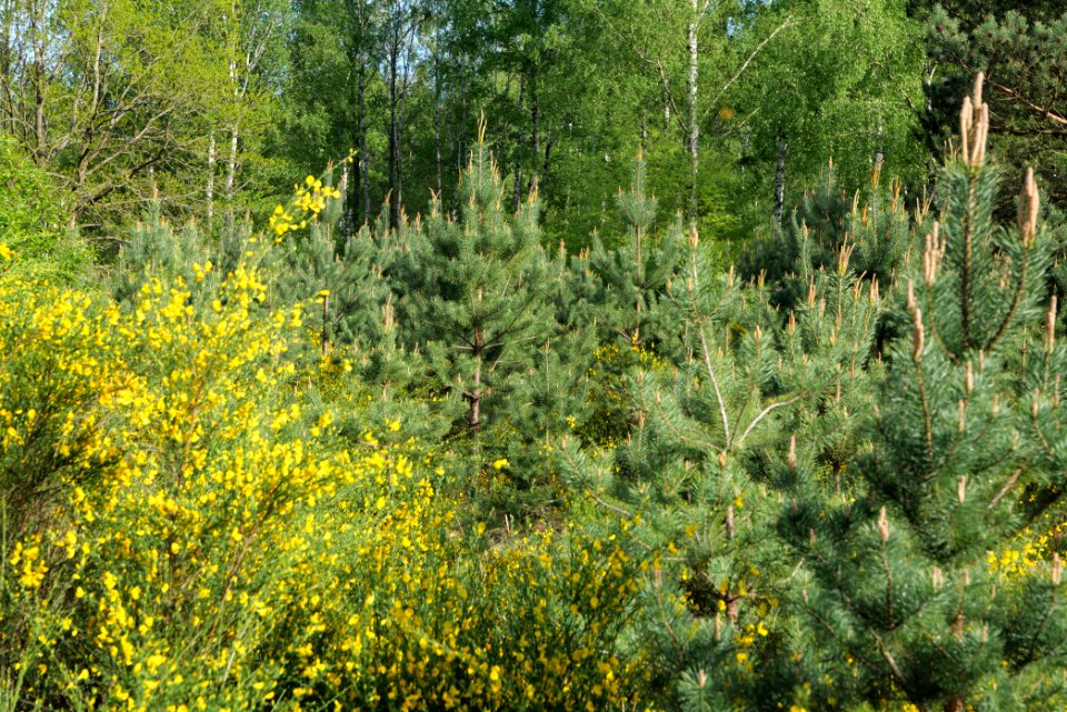 Döberitzer Heide forest 2020-05-08 37