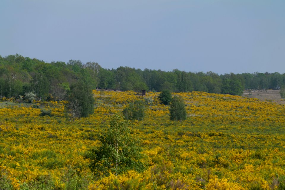 Döberitzer Heide Ferbitzer Bruch game reserve 2020-05-08 16