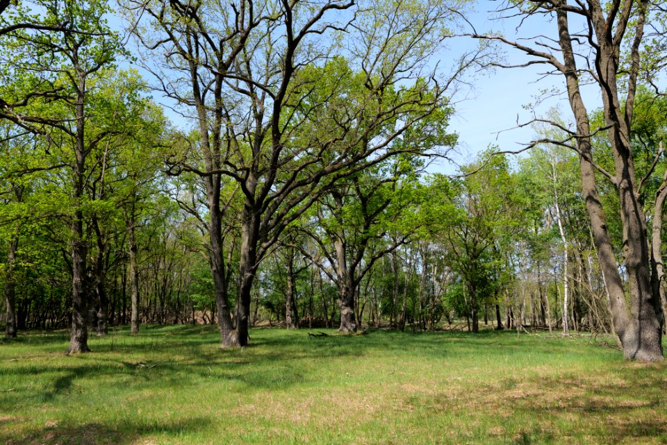 Döberitzer Heide forest 2020-05-08 26