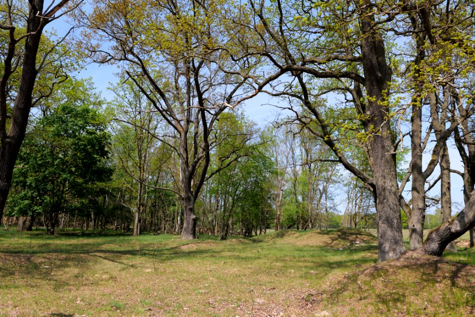 Döberitzer Heide forest 2020-05-08 25