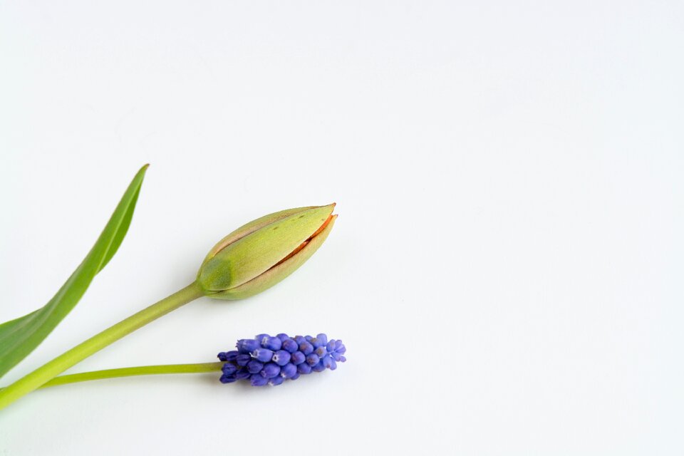 Closed flower spring flower muscari photo