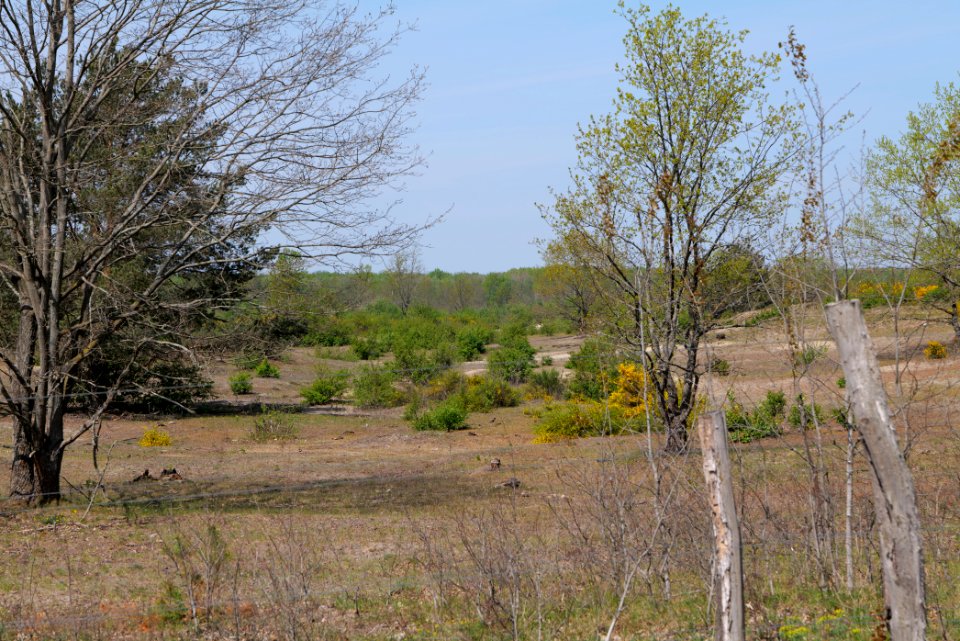 Döberitzer Heide game reserve 2020-05-08 73
