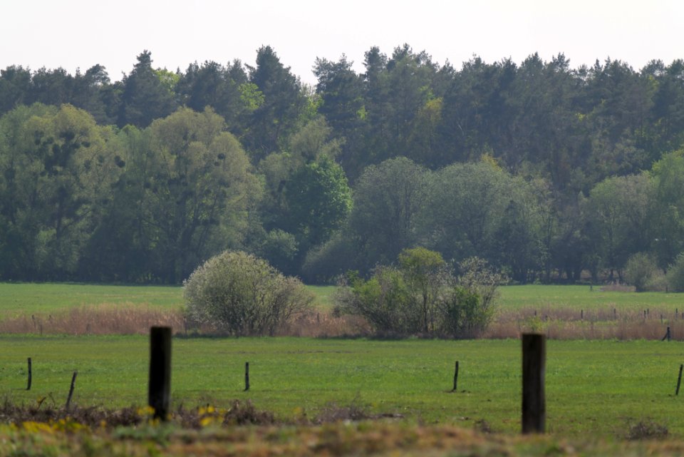 Döberitzer Heide Ferbitzer Bruch 2020-05-08 50