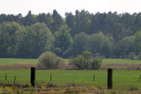 Döberitzer Heide Ferbitzer Bruch 2020-05-08 50