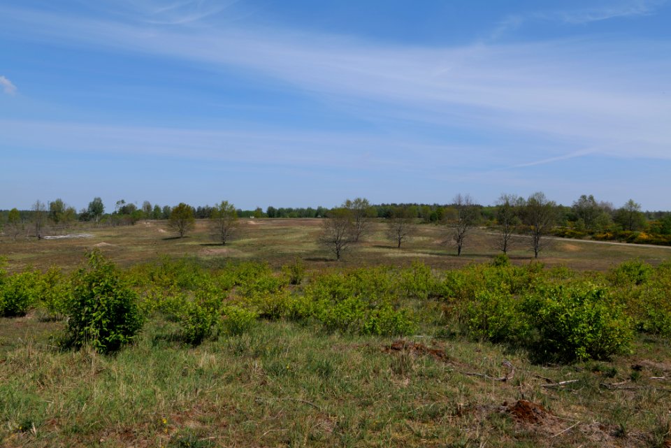 Döberitzer Heide open landscape 2020-05-08 13