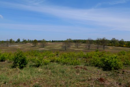Döberitzer Heide open landscape 2020-05-08 13
