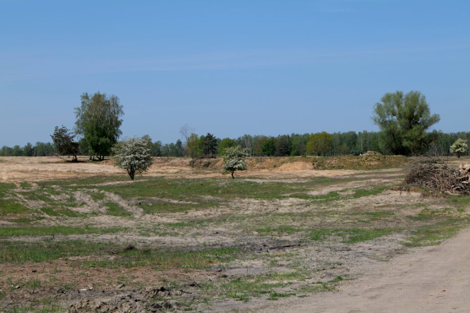 Döberitzer Heide open landscape 2020-05-08 145